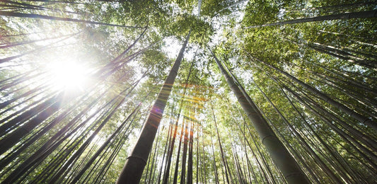 Why Bamboo Clothing Is Great for You and the Planet