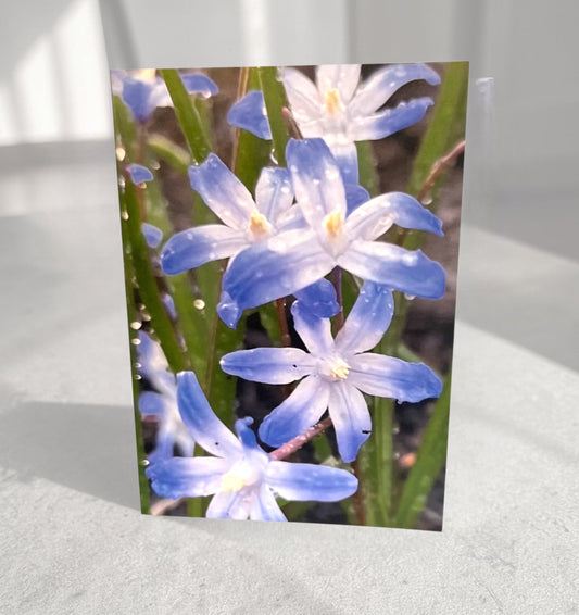 Snowy Glory - Spring Collection