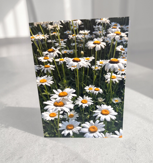 Daisy floral photo card