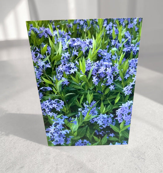 Starry Meadow Green Collection Cards