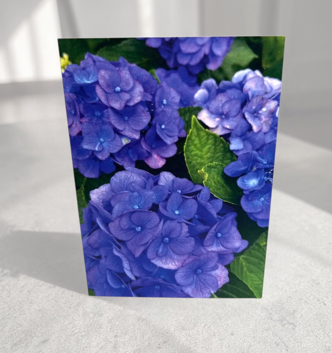 Blue Bliss - Hydrangea Collection