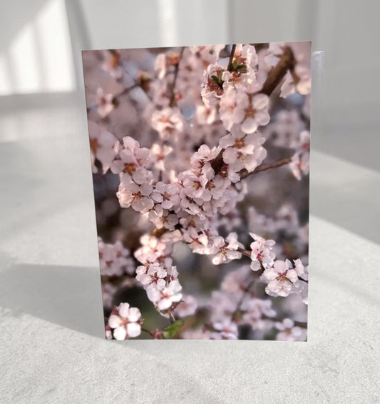 Cherry Blossoms - Spring Collection