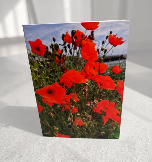 Coastal Poppies - Summer Collection
