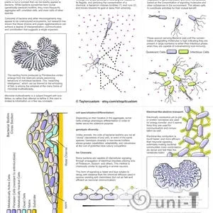 Scientific diagram explaining Bacillus subtilis biofilm formation, inspiration for the Bacillus subtilis Necklace. Educational reference for jewelry design.