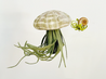 felt air plant sea creature with shell Sarah Bluemmers